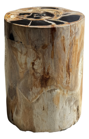 Petrified Wood Side Table