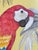 Art for parrot and bird lovers! “Macaw of the Wild” is a painting of a stunning scarlet macaw done in a “Modern...