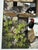 1995 Persis Clayton Weirs "Do Not Disturb" Signed Numbered 54/950 Print Cats, Birds W/ Coa For Sale - Image 4 of 9