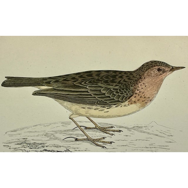 Antique Bird Print From England Showcasing a Red-Throated Pipit - Circa 1888 For Sale - Image 11 of 12