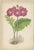 George Bell and Sons, Botanical Quartet: Micomeria, Edelweiss, Primula, and Arabis, 1874, Lithographs, Set of 4 For Sale - Image 4 of 9