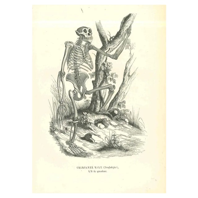 Paul Gervais, The Skeleton, Lithograph, 1854 For Sale