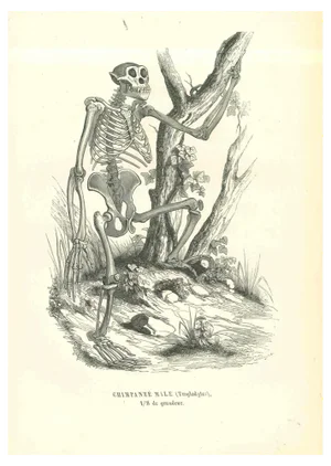 Paul Gervais, The Skeleton, Lithograph, 1854