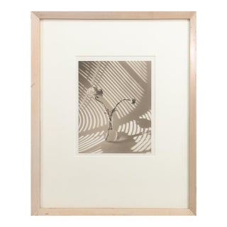 James Ware Pitts - Two Ranunculus on Curved, Striped Background, 1994 Signed For Sale