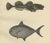 Armored bullhead, atlantic mackerel, and atlantic horse mackerel - stunning scandinavian fish lithograph this remarkable...