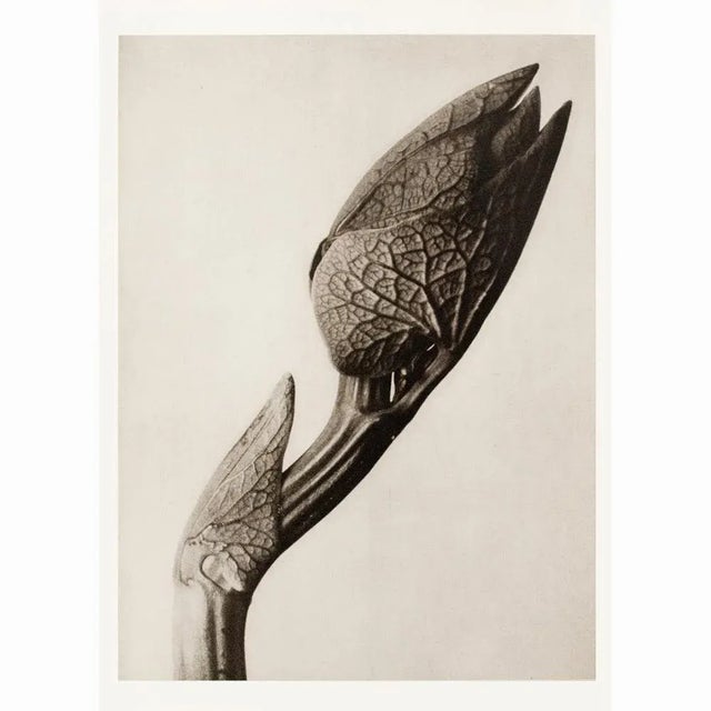 1995 Set of 6 Posters After Karl Blossfeldt's Photogravures, First Edition For Sale - Image 12 of 15