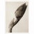 1995 Set of 6 Posters After Karl Blossfeldt's Photogravures, First Edition For Sale - Image 12 of 15