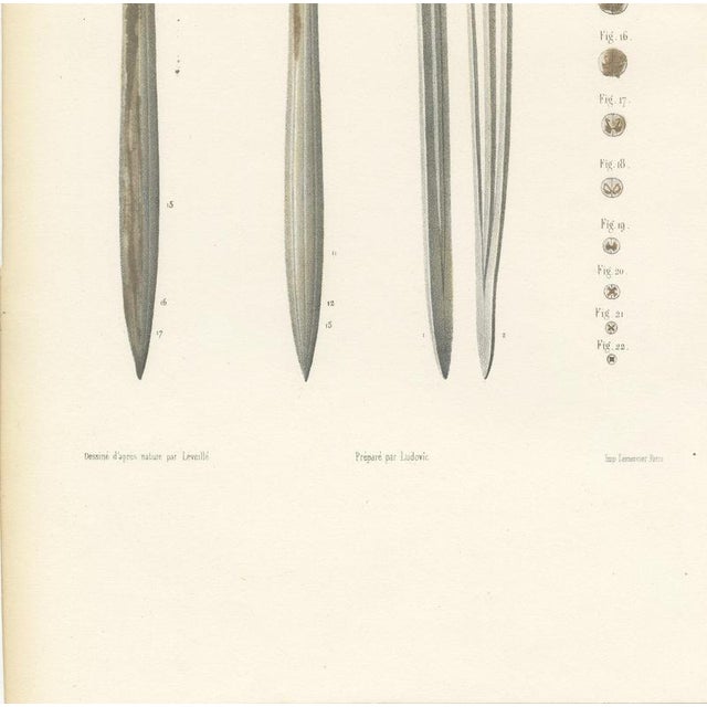 19th Century Hirschfeld and Leveille, Spinal Cord and Its Serial Sections, Hirschfeld Double Folding Plate, 1866, Paper For Sale - Image 5 of 12