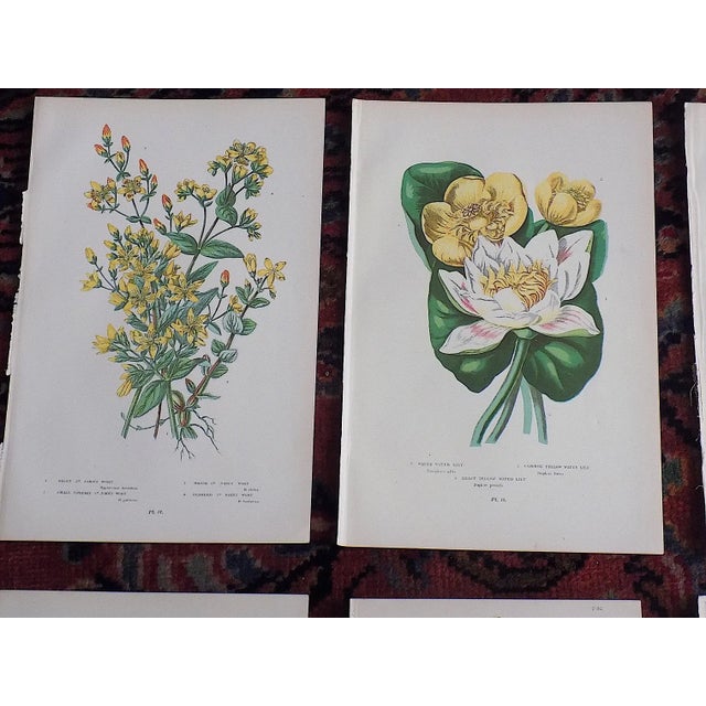 Authentic Antique 19th Century Botanical Lithographs - Set of 12 For Sale - Image 4 of 7
