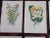 Authentic Antique 19th Century Botanical Lithographs - Set of 12 For Sale - Image 4 of 7
