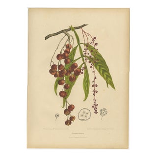 Berthe Hoola van Nooten, Winged Lychee, 1880, Chromolithograph For Sale