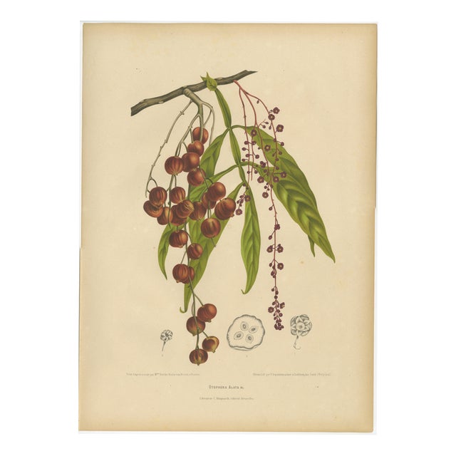 Berthe Hoola van Nooten, Winged Lychee, 1880, Chromolithograph For Sale