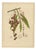 Berthe Hoola van Nooten, Winged Lychee, 1880, Chromolithograph For Sale