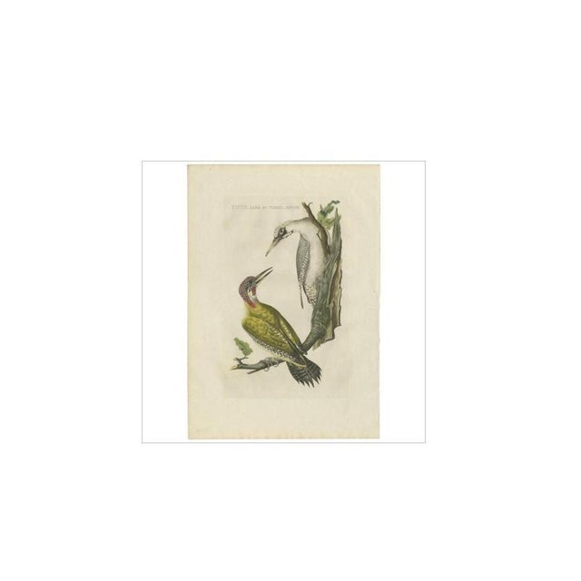 Antique print titled 'picus, alba et viridis, minor'. The european green woodpecker (picus viridis) is a member of the...