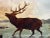 19th Century Oil Painting Wild Stag Male Deer Scottish Highlands Wading Loch Lomond Dated 1880 For Sale - Image 6 of 12