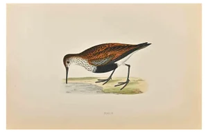 Alexander Francis Lydon, Dunlin, Woodcut Print, 1870