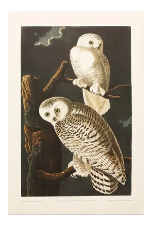 1990s Snowy Owls After Audubon, Large Cottage Style Print