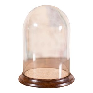 Small Antique Display Dome, English, Glass, Beech, Showcase, Edwardian, c.1910