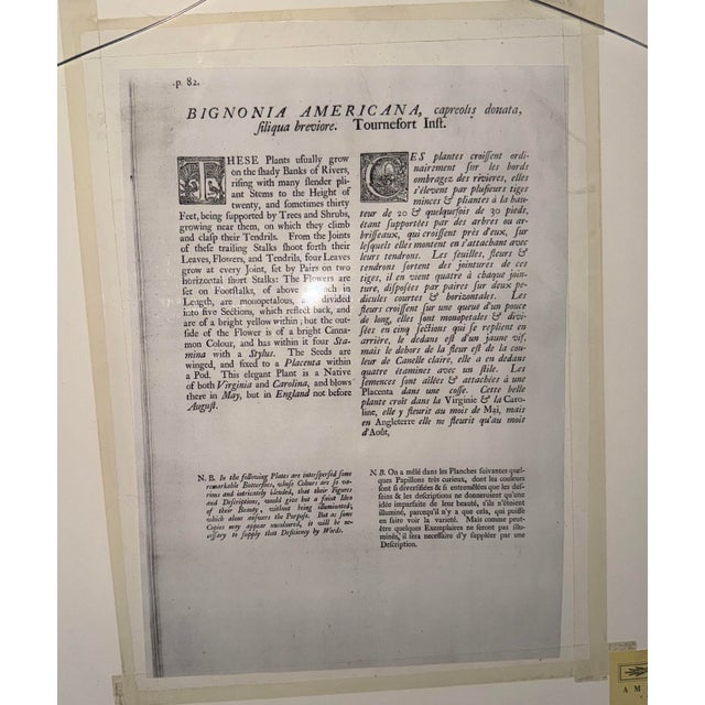 Mark Catesby (English, 1679–1749), Hand Colored Copper Plate Engraving Titled “Bignonia Americana” For Sale In New York - Image 6 of 9