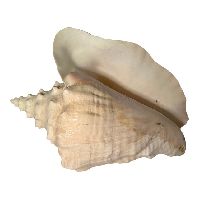 Vintage Caribbean Queen Conch Shell – Bahamas Coastal Style, Circa 1970's For Sale
