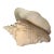 Vintage Caribbean Queen Conch Shell – Bahamas Coastal Style, Circa 1970's For Sale