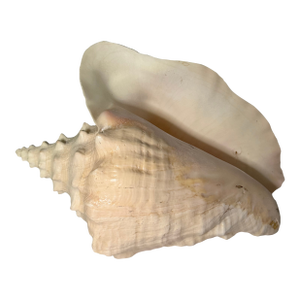 Vintage Caribbean Queen Conch Shell – Bahamas Coastal Style, Circa 1970's