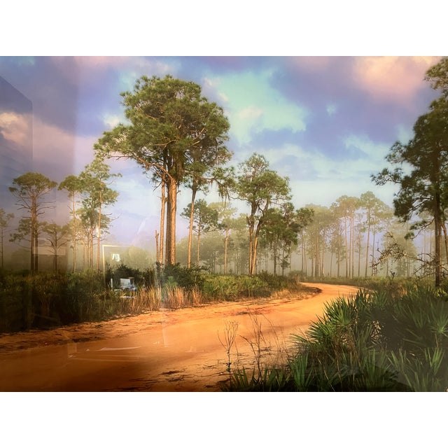 Plastic Old Florida; Highlands Hammock Park, Sebring Florida Photo Print, Pines and Palmetto. Four by Three Feet in Plastic For Sale - Image 7 of 18
