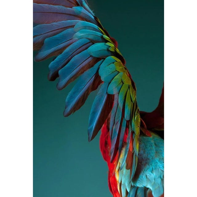 Tim Platt, Macaw #3, 2013, Archival Pigment Print For Sale - Image 4 of 5