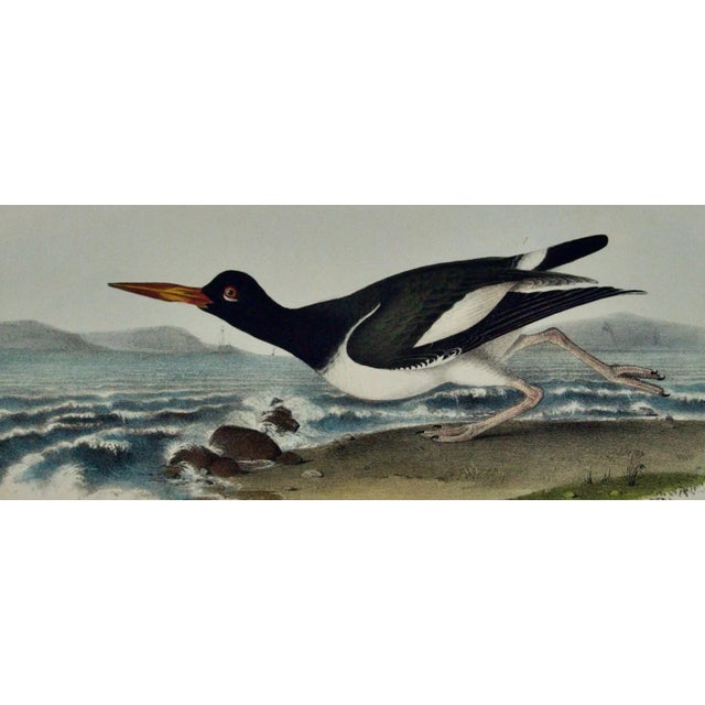 Audubon "American Oyster Catcher": An Original Audubon Hand-Colored Lithograph, 1840 For Sale - Image 4 of 5