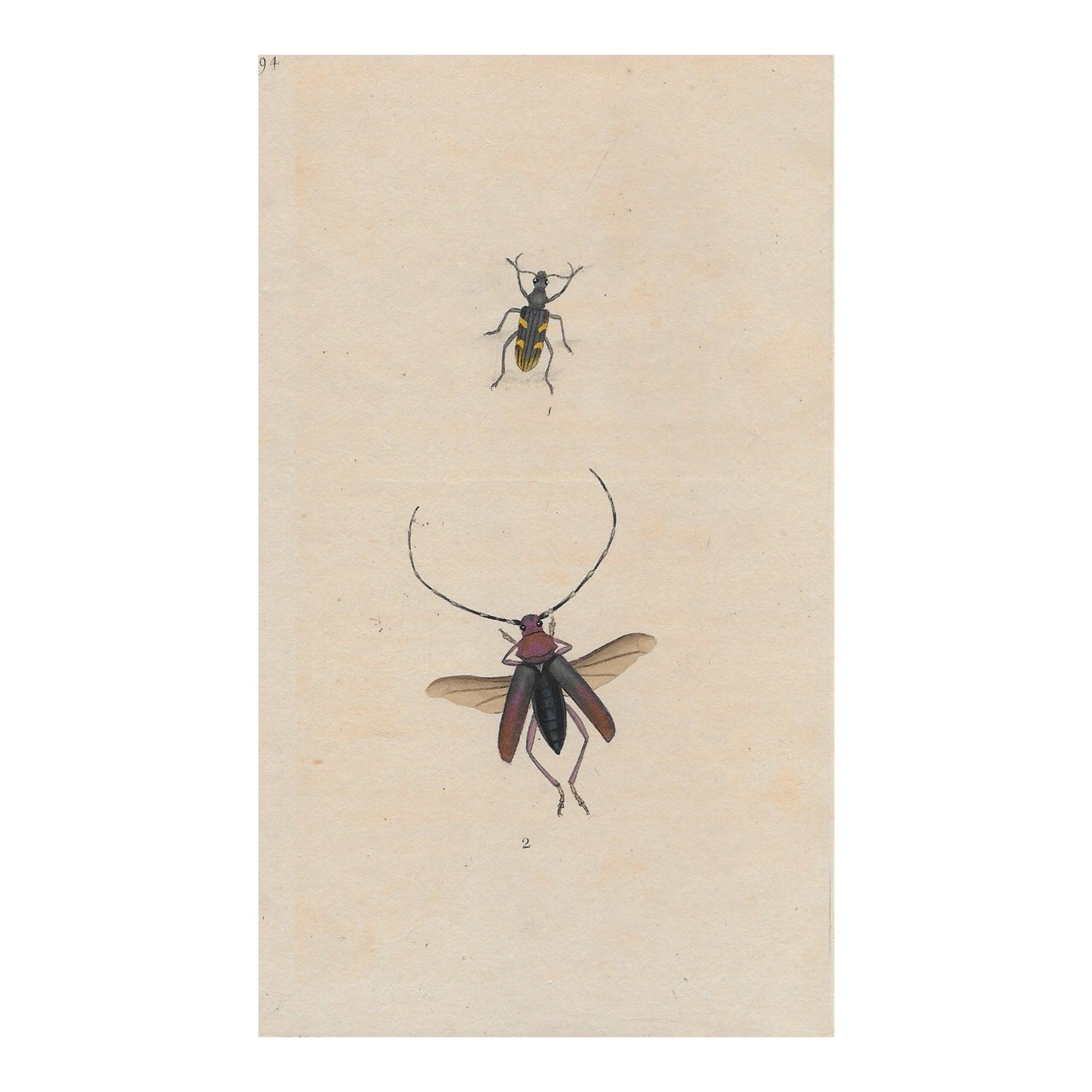 Antique Insect Hand Colored Engraving | Chairish