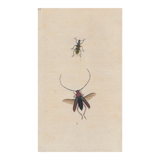Antique Insect Hand Colored Engraving For Sale