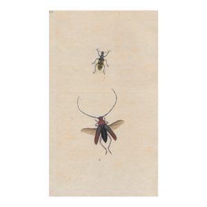 Antique Insect Hand Colored Engraving