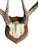 1900s Antler Trophy Mount Rd120 Black Forest For Sale - Image 4 of 5
