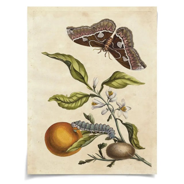 Contemporary Merian Butterfly 1, Unframed Artwork For Sale - Image 3 of 3