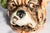 Wonderful Antique Bulldog Humidor Jar Ceramic Figural Tobacco Jar English Dog Head Lidded Jar Vintage Tobacciana For Sale - Image 4 of 14