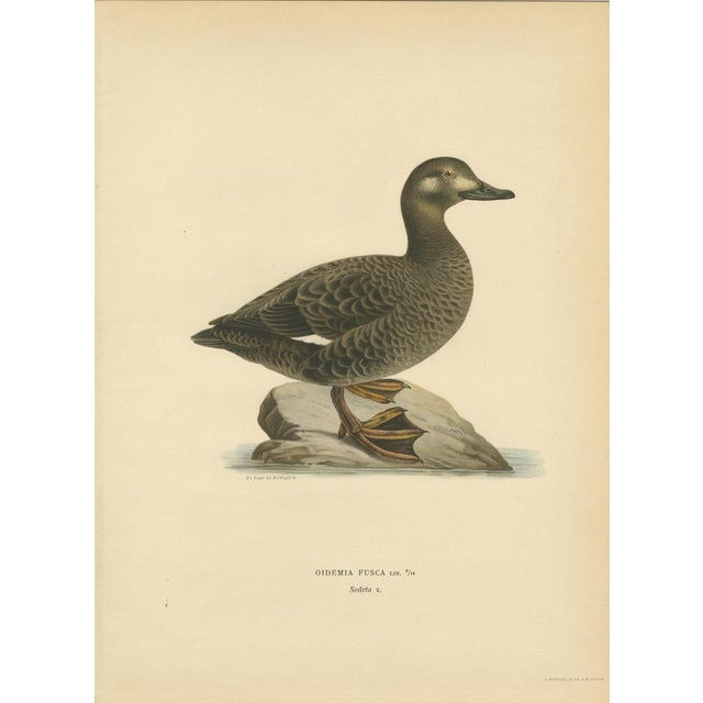1920s Scandinavian Bird Charts of Velvet Scoter Ducks, 1929, Prints, Set of 3 For Sale - Image 5 of 10