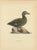 1920s Scandinavian Bird Charts of Velvet Scoter Ducks, 1929, Prints, Set of 3 For Sale - Image 5 of 10