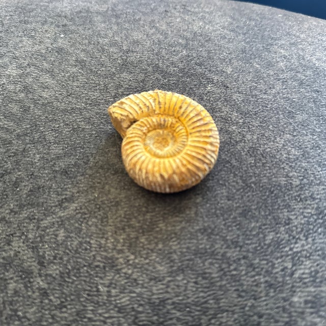 This specimen showcases the classic, tightly coiled spiral and detailed ridging characteristic of Perisphinctes, making it...