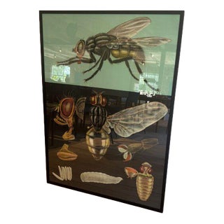 Educational Poster with Fly, Sweden For Sale