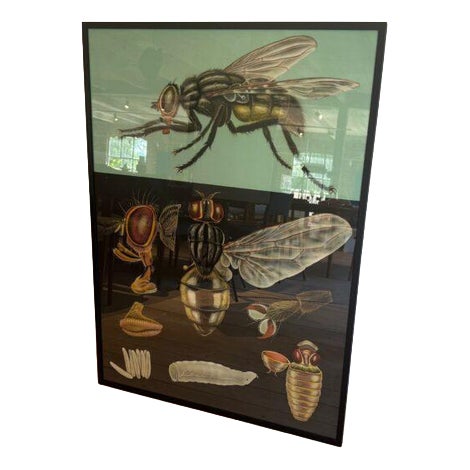 Educational Poster with Fly, Sweden For Sale