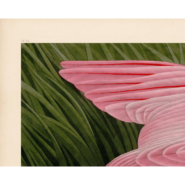 Audubon Roseate Spoonbill Giclee Print For Sale In Atlanta - Image 6 of 8