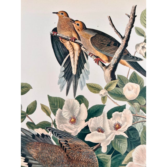 1964 Audubon Folio Lithograph Great Bird Paintings – “Carolina Pigeon or Turtledove” 17x14 For Sale In New York - Image 6 of 8
