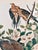 1964 Audubon Folio Lithograph Great Bird Paintings – “Carolina Pigeon or Turtledove” 17x14 For Sale In New York - Image 6 of 8