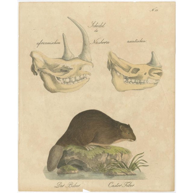 Karl Joseph Brodtmann, Beaver and African & Asian Rhinoceros Skull Studies, 1816, Paper For Sale - Image 3 of 9