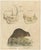 Karl Joseph Brodtmann, Beaver and African & Asian Rhinoceros Skull Studies, 1816, Paper For Sale - Image 3 of 9