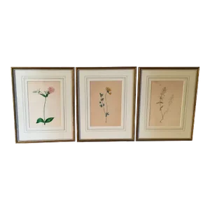 19th Century Botanical Watercolor Flower Study Paintings Framed in French Mats - Set of 3