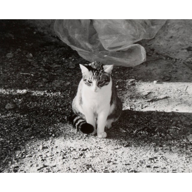 Realism Cat in the Shadows - Black and White Photo by Carmel Artist Peter McArthur For Sale - Image 3 of 7