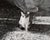 Realism Cat in the Shadows - Black and White Photo by Carmel Artist Peter McArthur For Sale - Image 3 of 7