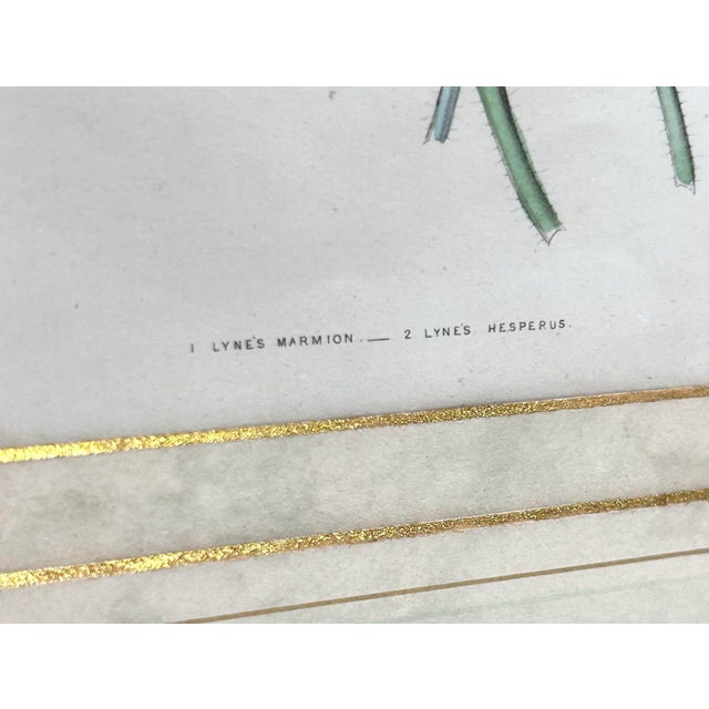 Sculpture Materials 19th-Century Antique Framed Botanicals Hand-Colored Engravings of Geraniums in Gilded Frames For Sale - Image 7 of 12