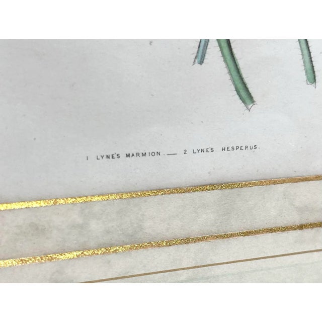 Sculpture Materials 19th Century Hand-Colored Botanical Engravings of Geraniums – Framed Pair, Circa 1840s For Sale - Image 7 of 12